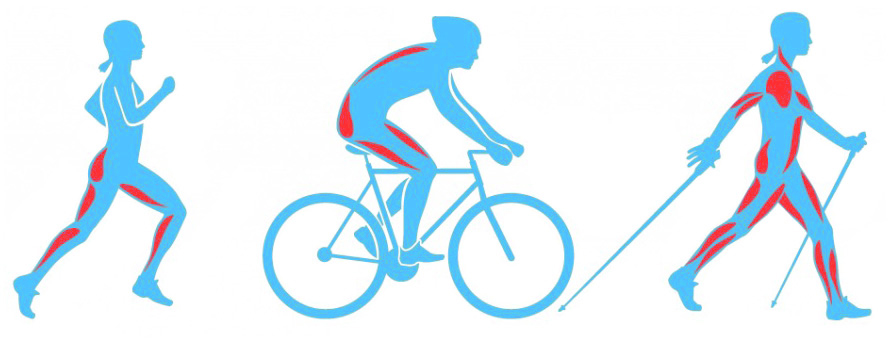 Zapojení svalů při běhu, cyklistice a Nordic Walking